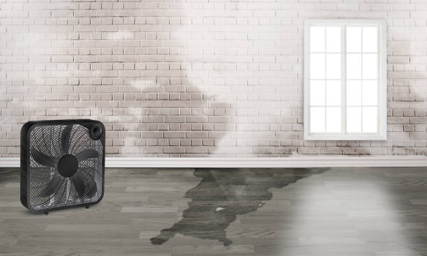 Best Water damage contractors near me  in Henderson, NV